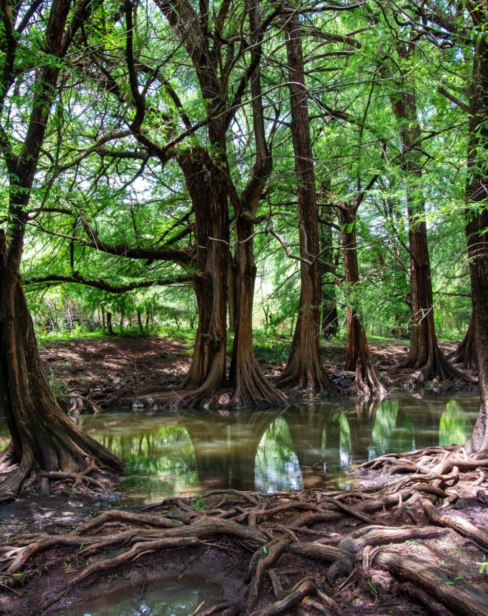 Bosque de Las Musas 