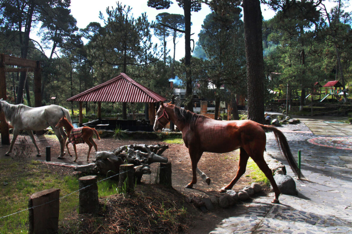 paseo a caballo como parte de las actividades de ecoturismo