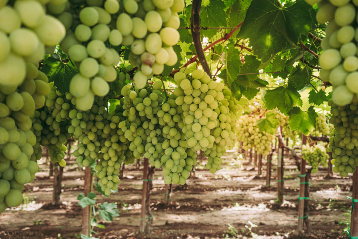 Italia es uno de los grandes exportadores de vinos 