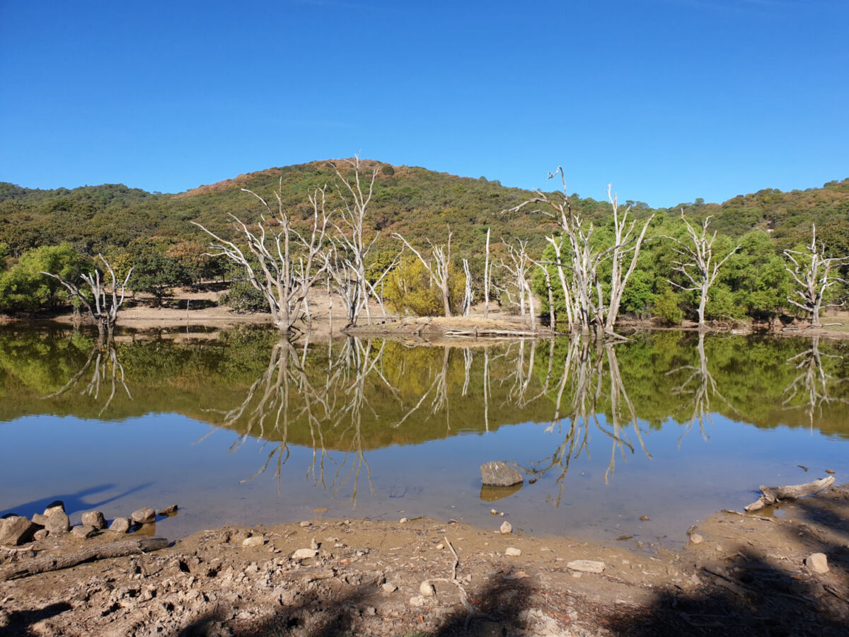 Ahualulco de Mercado