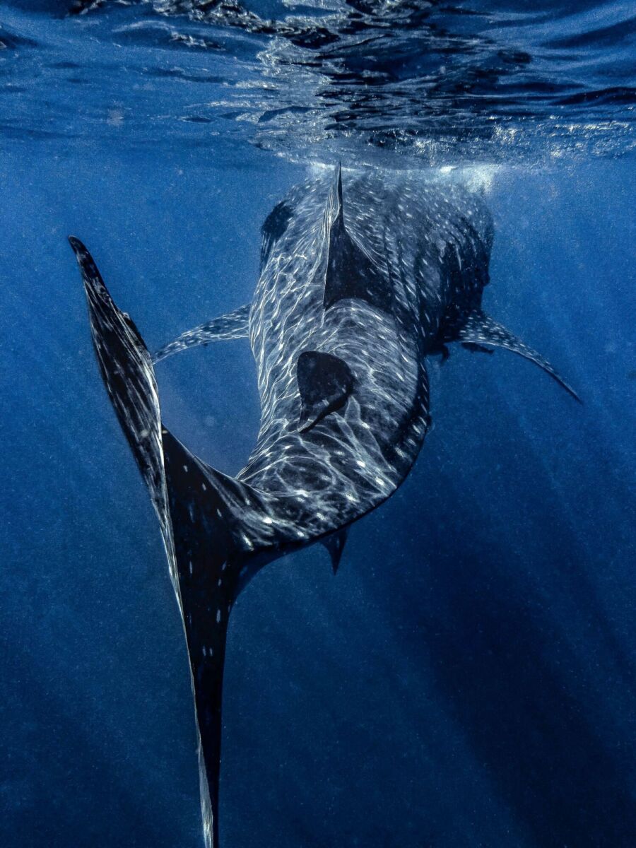 El tiburón ballena es el pez más grande del mundo