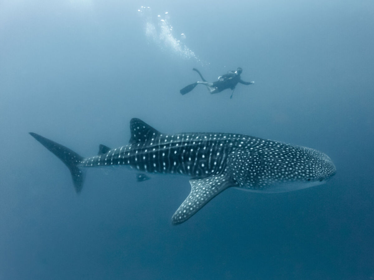 En invierno puedes nadar con el tiburón ballena en el Mar de Cortés
