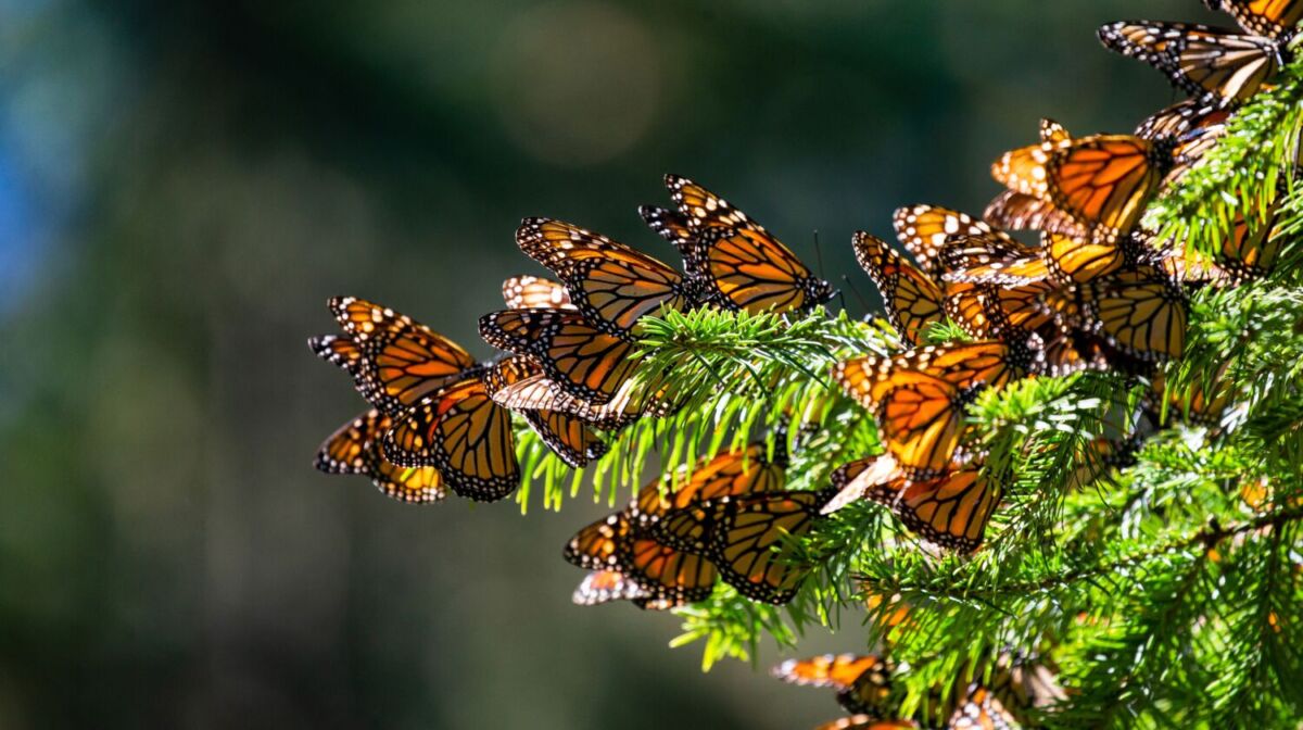 mariposa monarca méxico