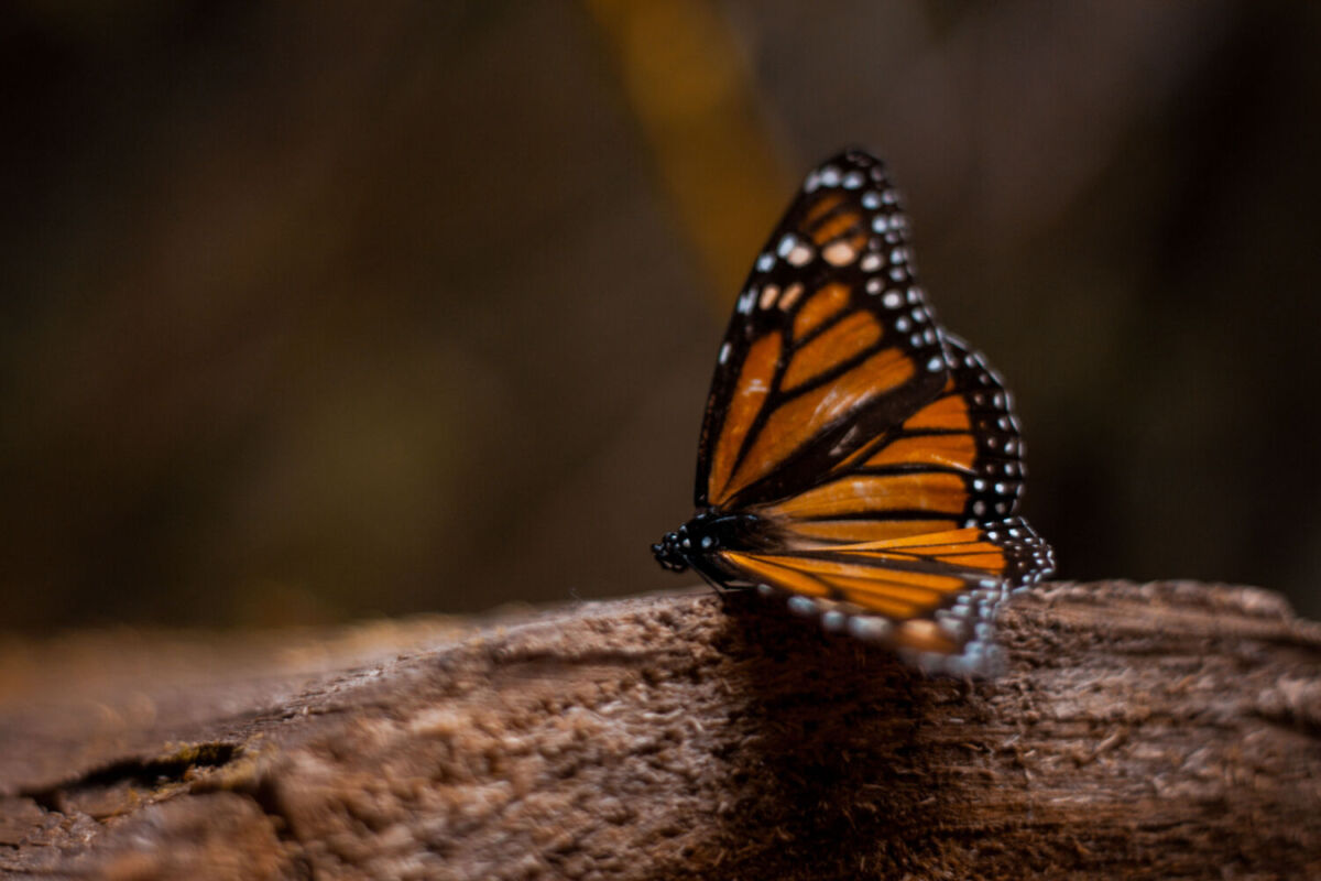 dónde ver mariposas en méxico