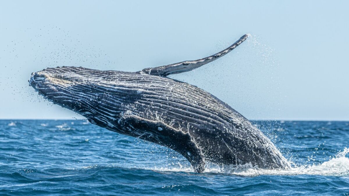 ballena gris méxico