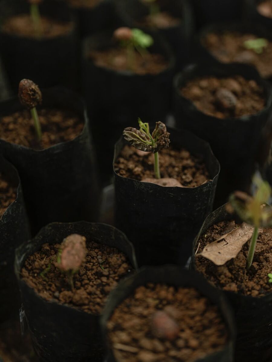 cuidado en cada paso del proceso del árbol a la barra