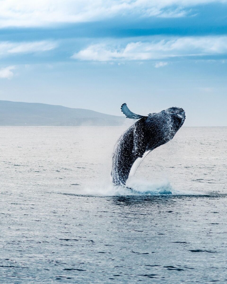 Restaurantes para ver ballenas en Puerto Vallarta