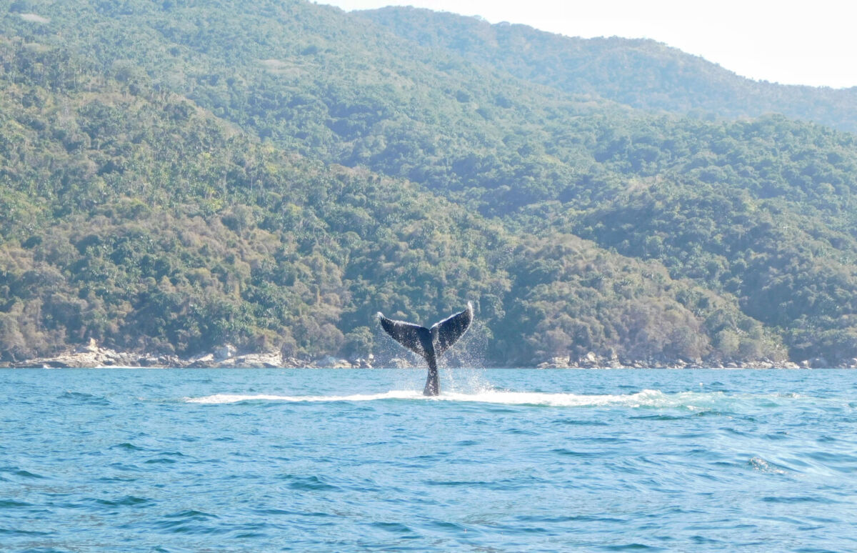 Dónde ver ballenas en Puerto Vallarta