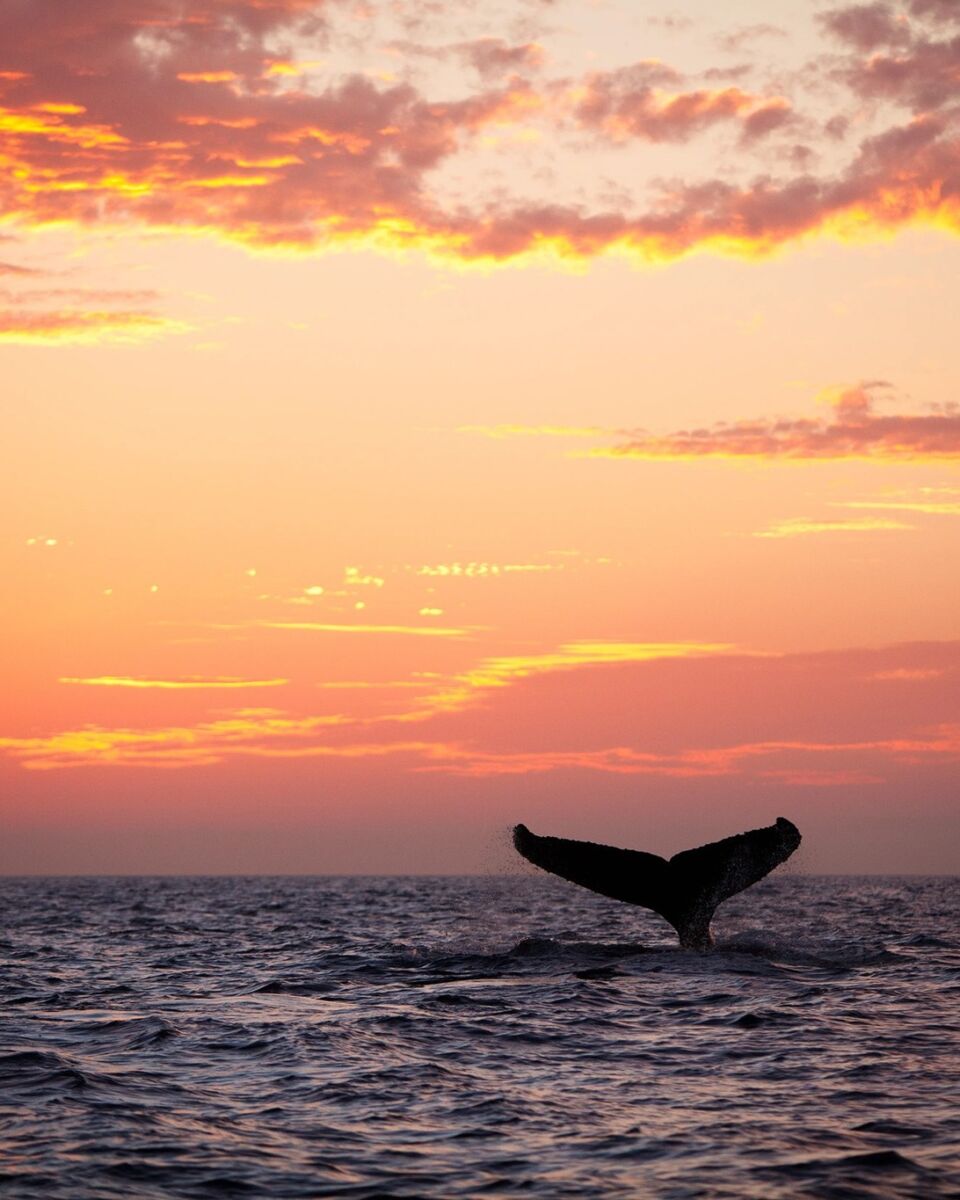 Restaurante Le Kliff en Puerto Vallarta