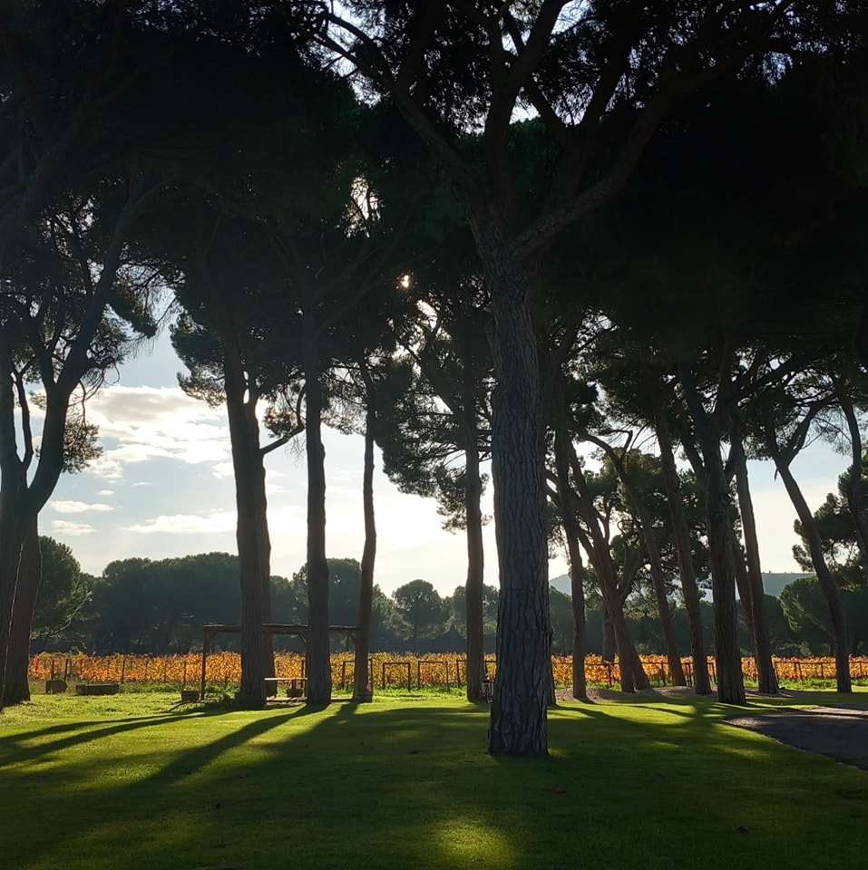 Los viñedos de Finca Villacreces están en medio de un bosque