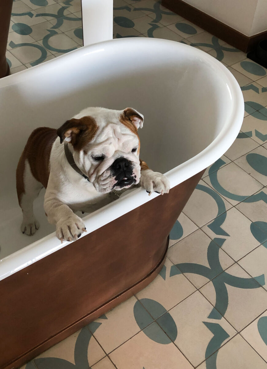 Experiencia pet friendly en The Cape