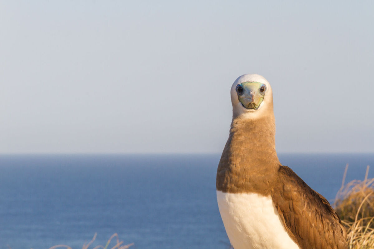 Aves de Isla Isabel 