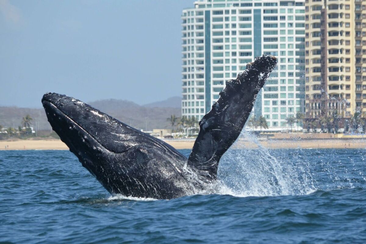 avistamiento de ballenas en mazatlán con munba expeditions