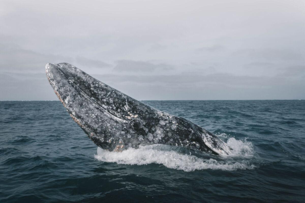 La Laguna Ojo de Liebre es el santuario de la ballena gris en México 