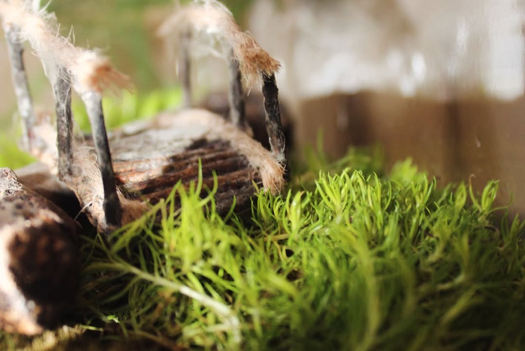 tu propia pieza de arte viva en el taller de arte botánico de fin de semana