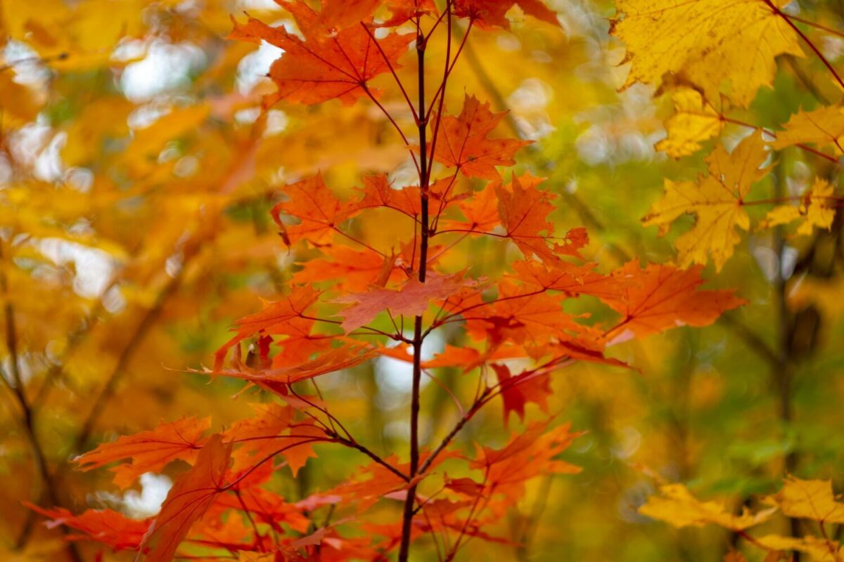 bosques de Maple en méxico