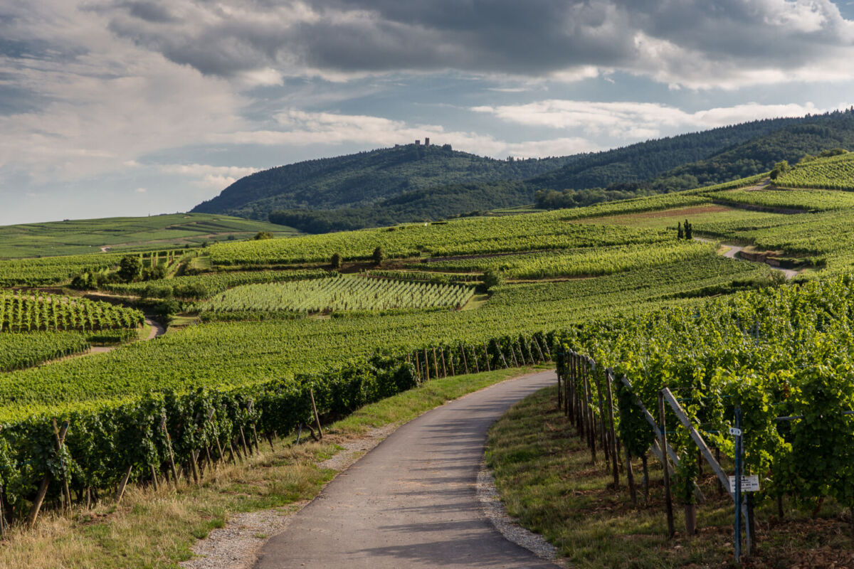 Eguisheim es un gran productor de vinos en la región de Alsacia