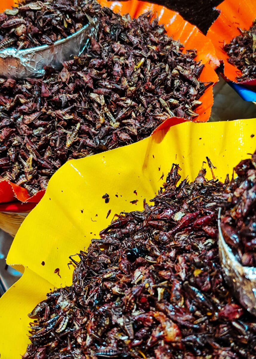 Los chapulines son unos insectos comestibles en México
