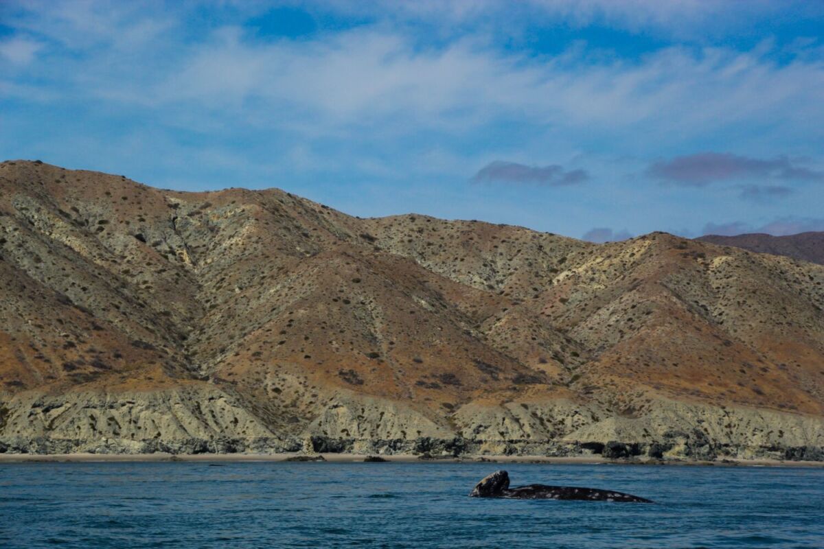 avistamiento de ballenas en Baja California Sur 