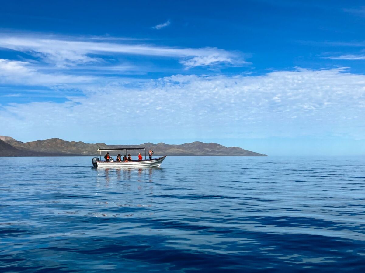 Puerto Chale es un excelente lugar para ver ballenas grises en México 