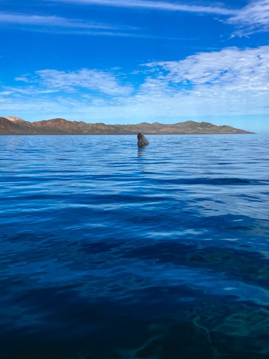 La ballena gris migra de Alaska y Canadá a las costas del océano Pacífico 