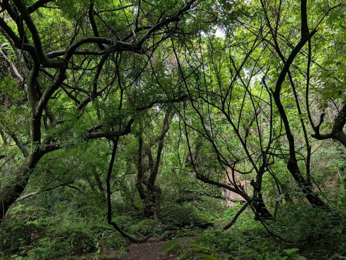 Sendero de las Dos Piedras Encontradas en Amatlán de Quetzalcóatl 