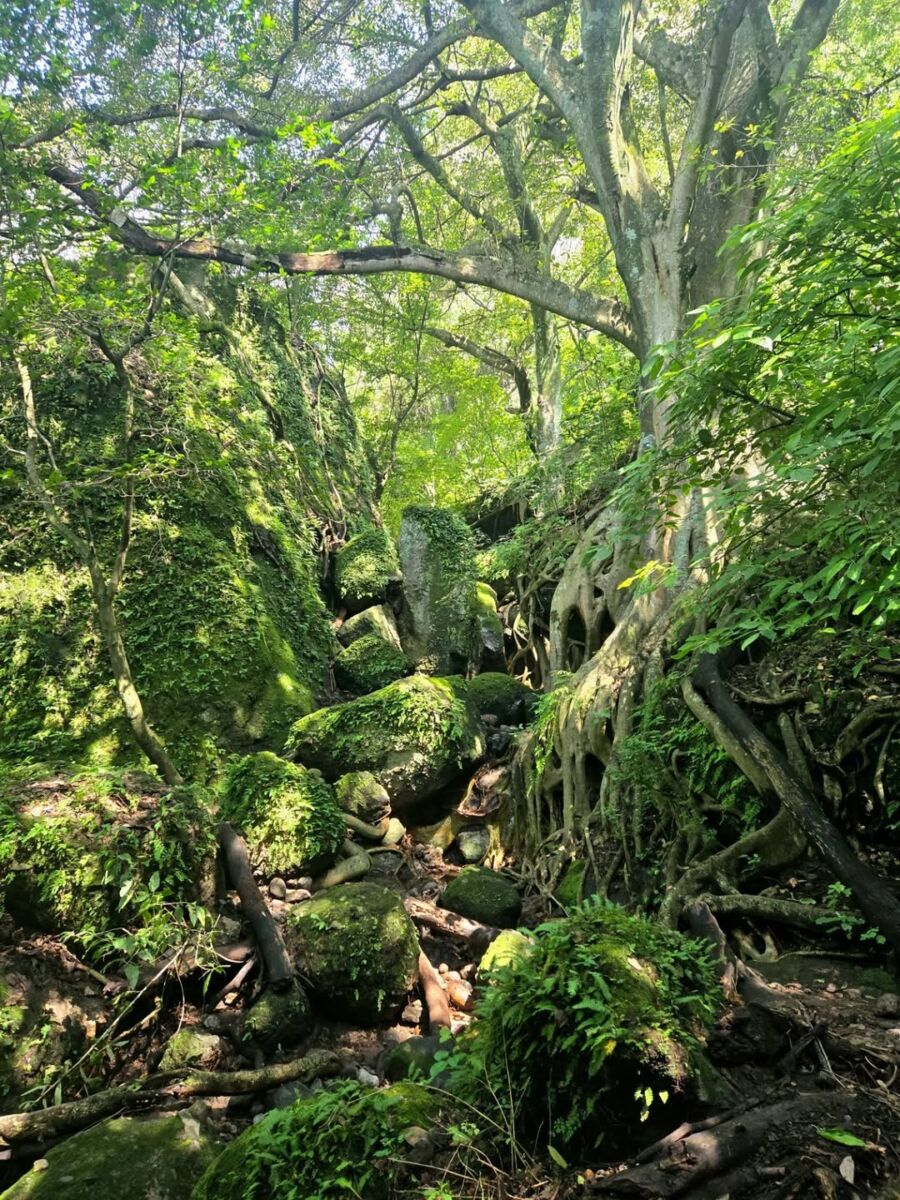 El Santuario de los Venaditos es un parque natural a 15 minutos de Tepoztlán 