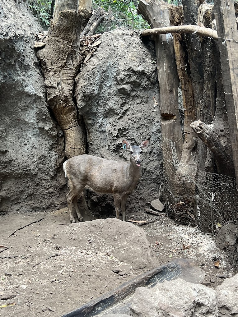 Santuario de los Venaditos 