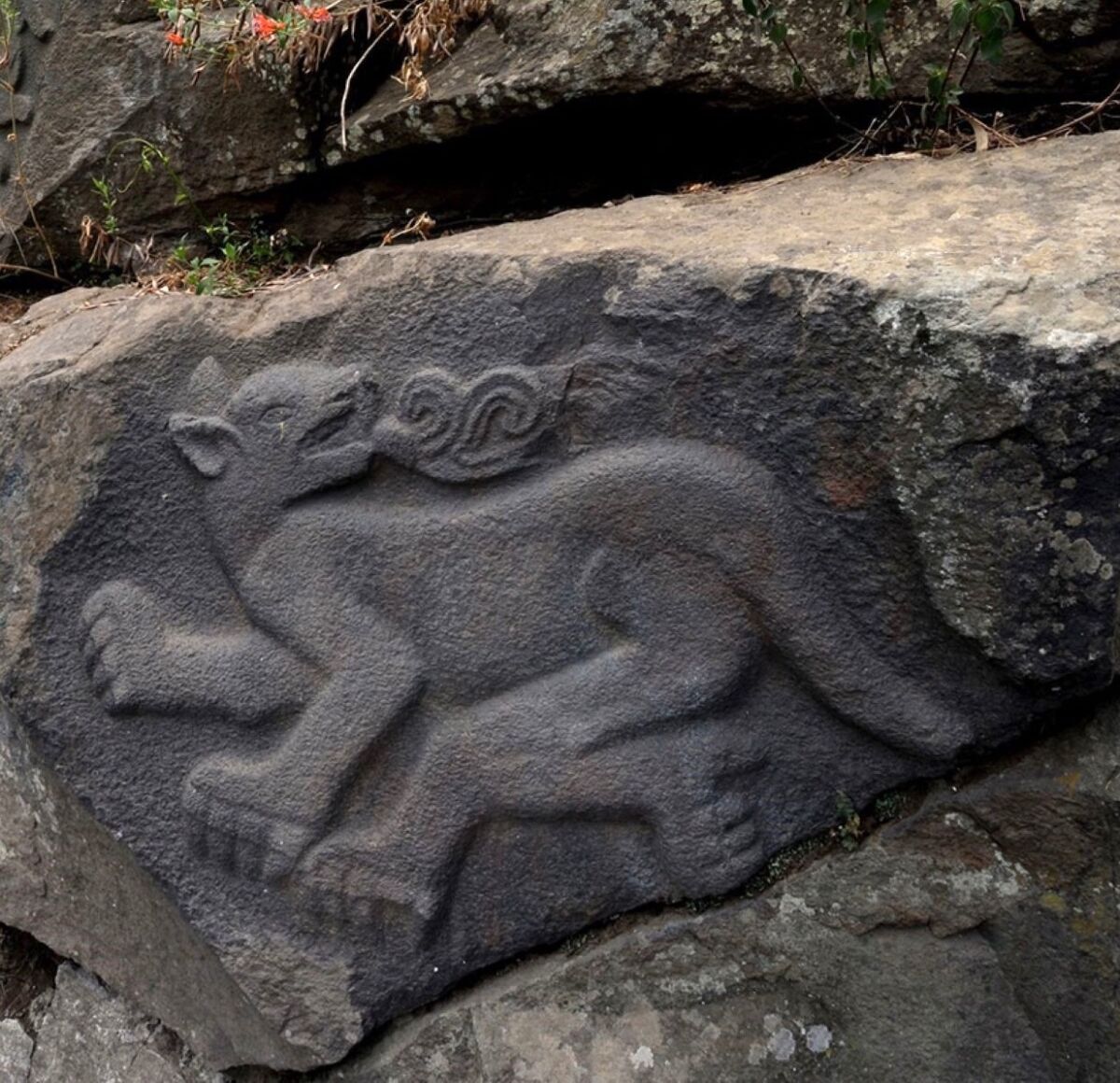 Petrograbados en el Cerro de Cuahilama