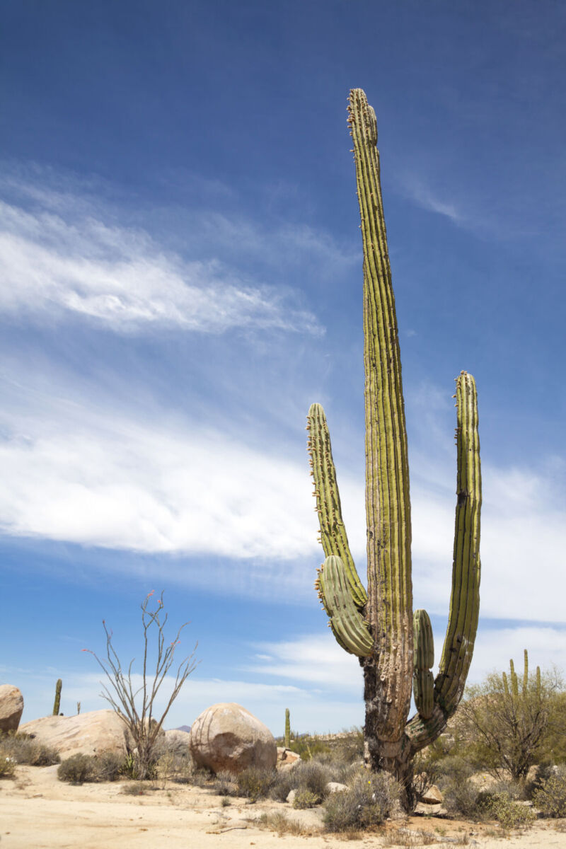desierto en Baja California 