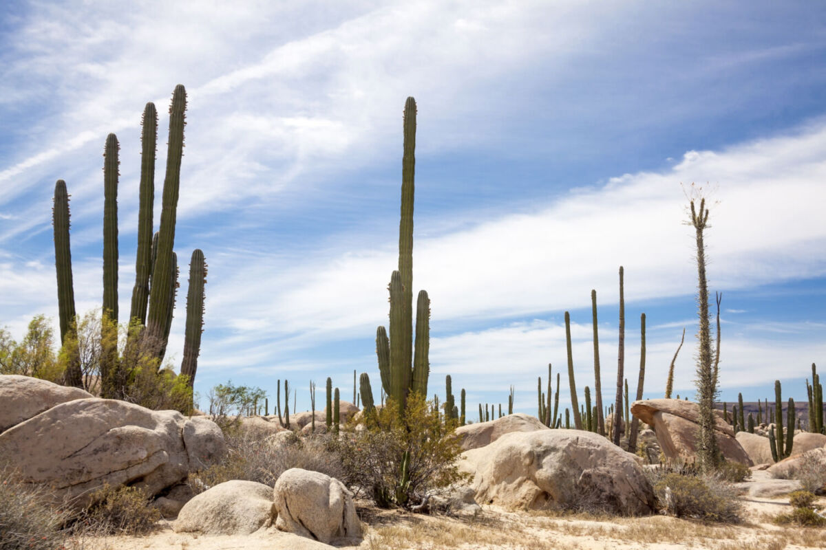 No sabíamos que México tenía un desierto así: los cactus parecen rascacielos y tiene tesoros ocultos