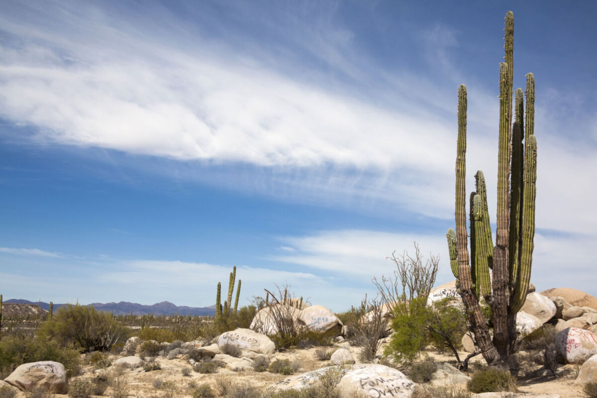 Los cactus de cirios llegan a medir hasta 17 metros de altura