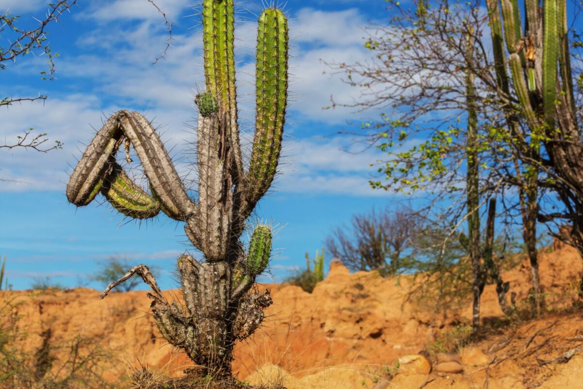 El Desierto Valle de los Cirios se ubica en el municipio de  San Quintín