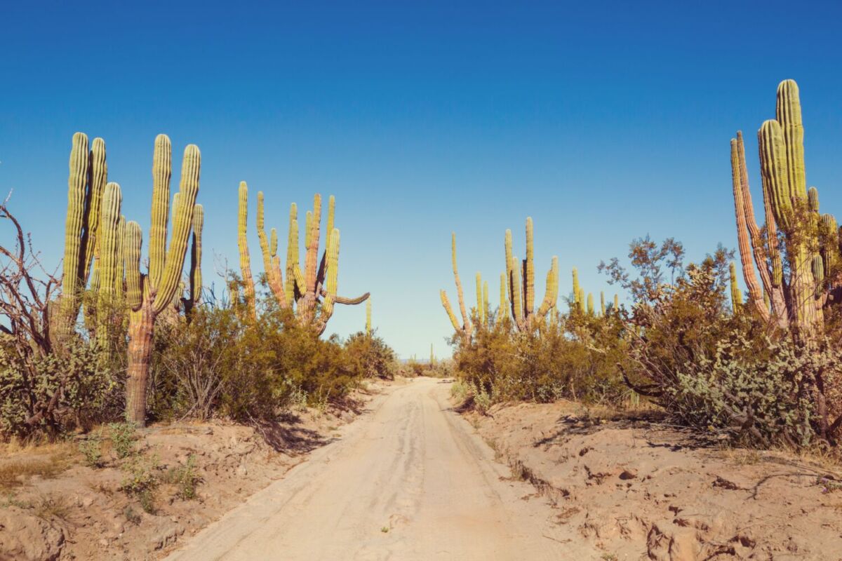desierto en Baja California 