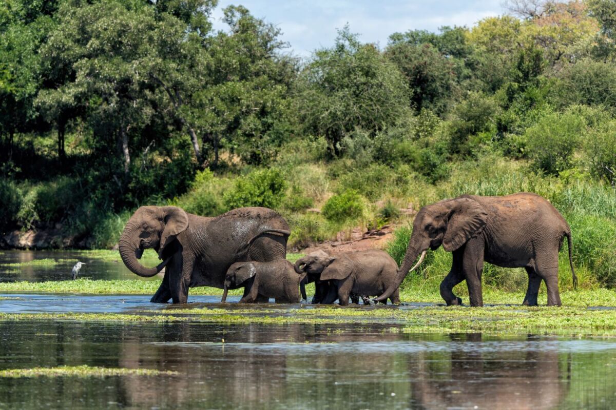 Parque Nacional Kruger