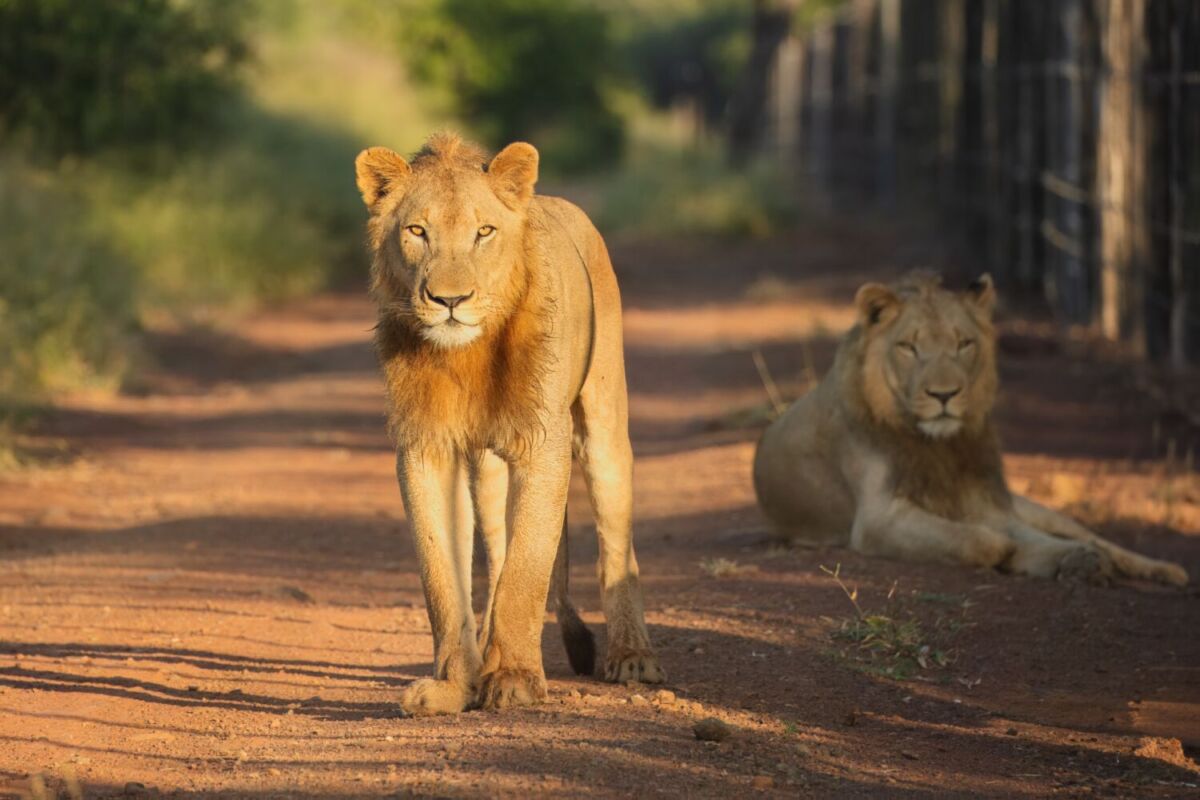 Parque Nacional Kruger