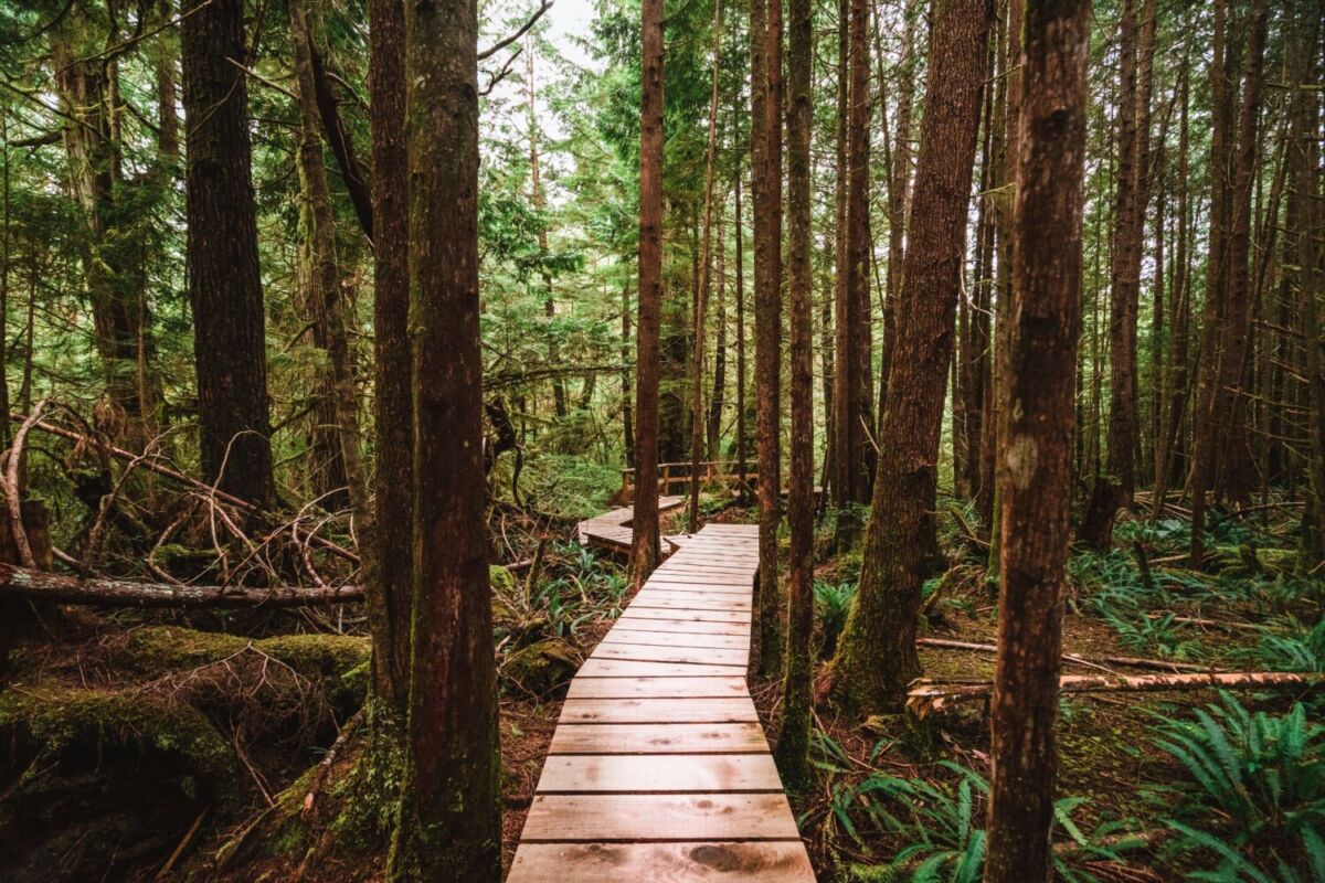 Paseos por los bosques de Ucluelet en otoño