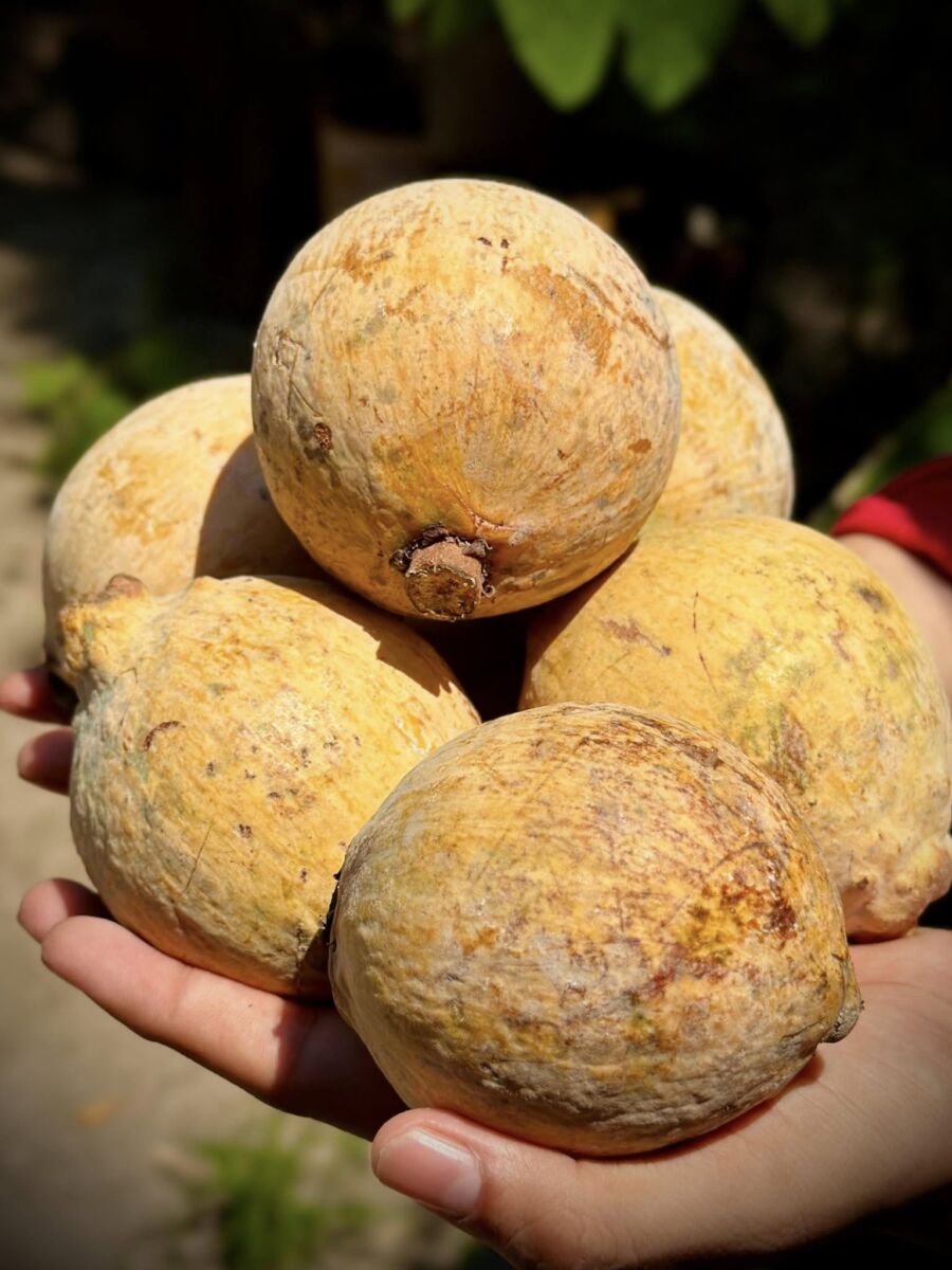 Cacao recién cortado