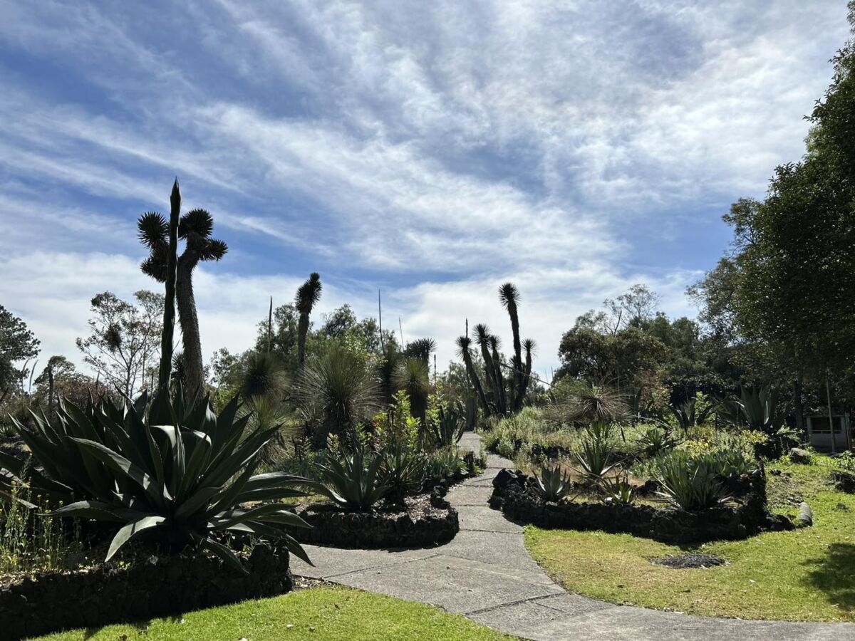 jardín botánico de la unam
