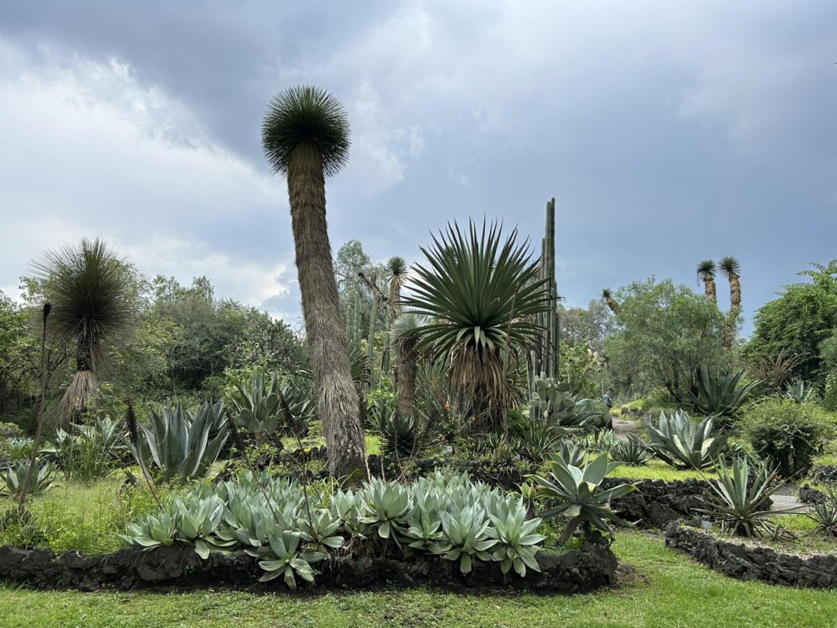 jardín botánico de la unam