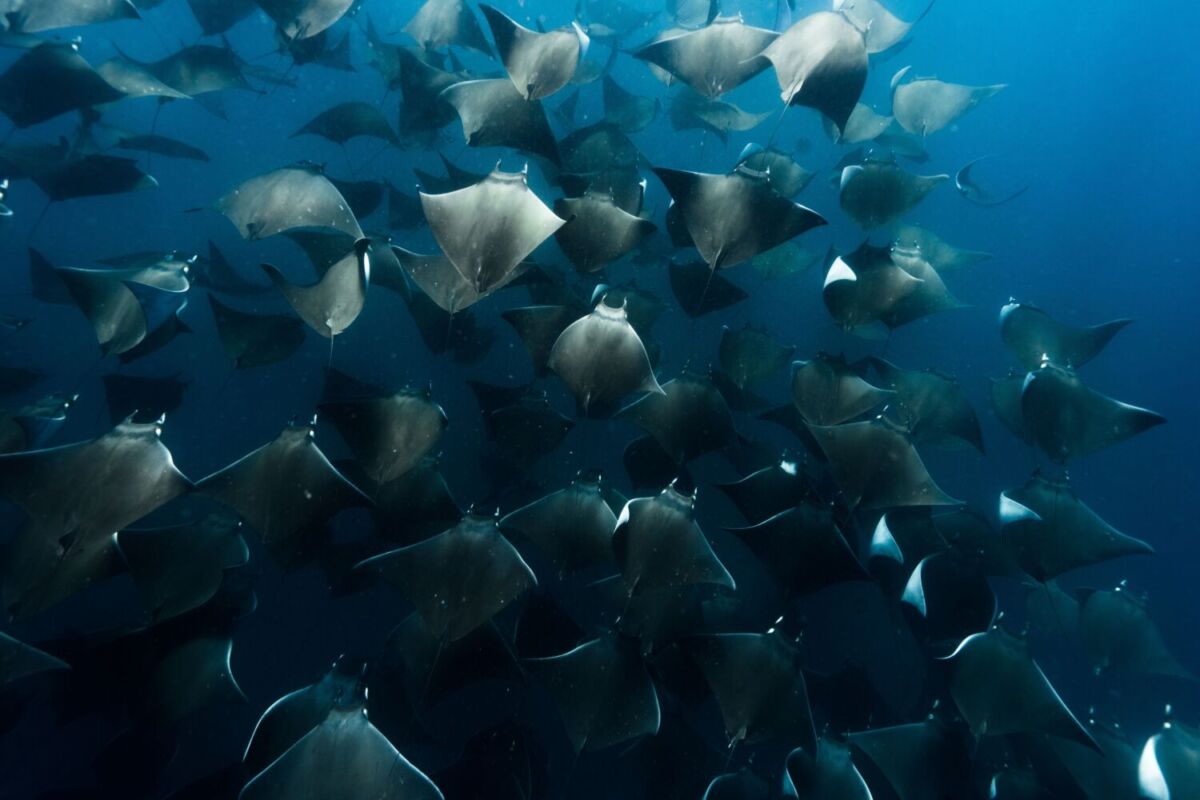 Migración de rayas mobula 