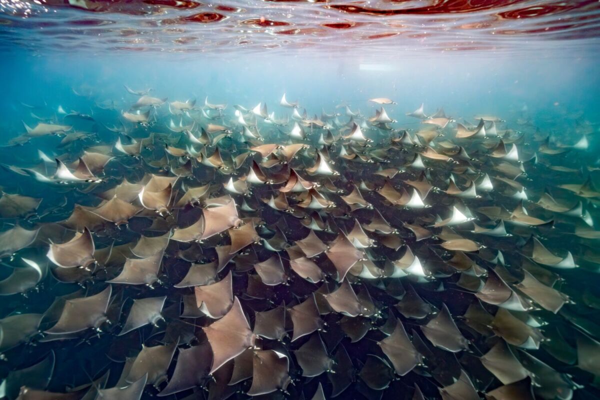 La playa de Baja California Sur donde ocurre uno de los espectáculos naturales más impresionantes del mundo