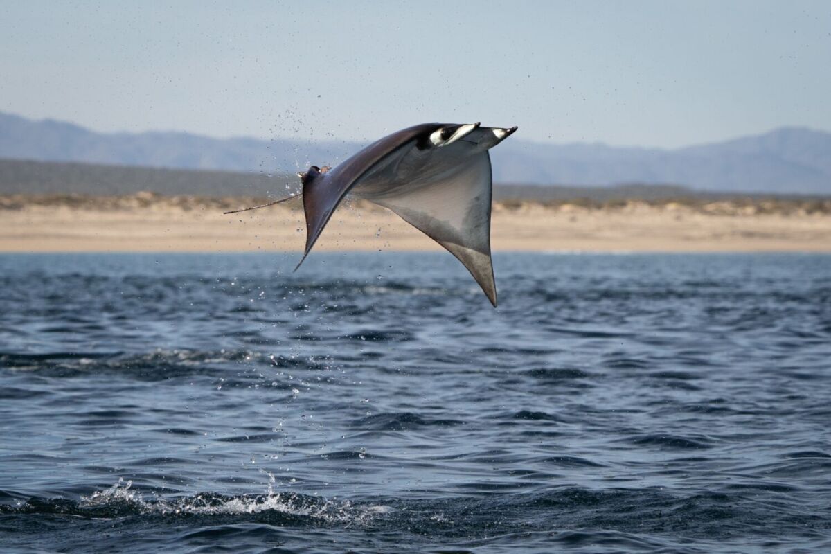 Las rayas mobula realizan saltos acrobáticos fuera del agua que miden hasta dos metros de altura