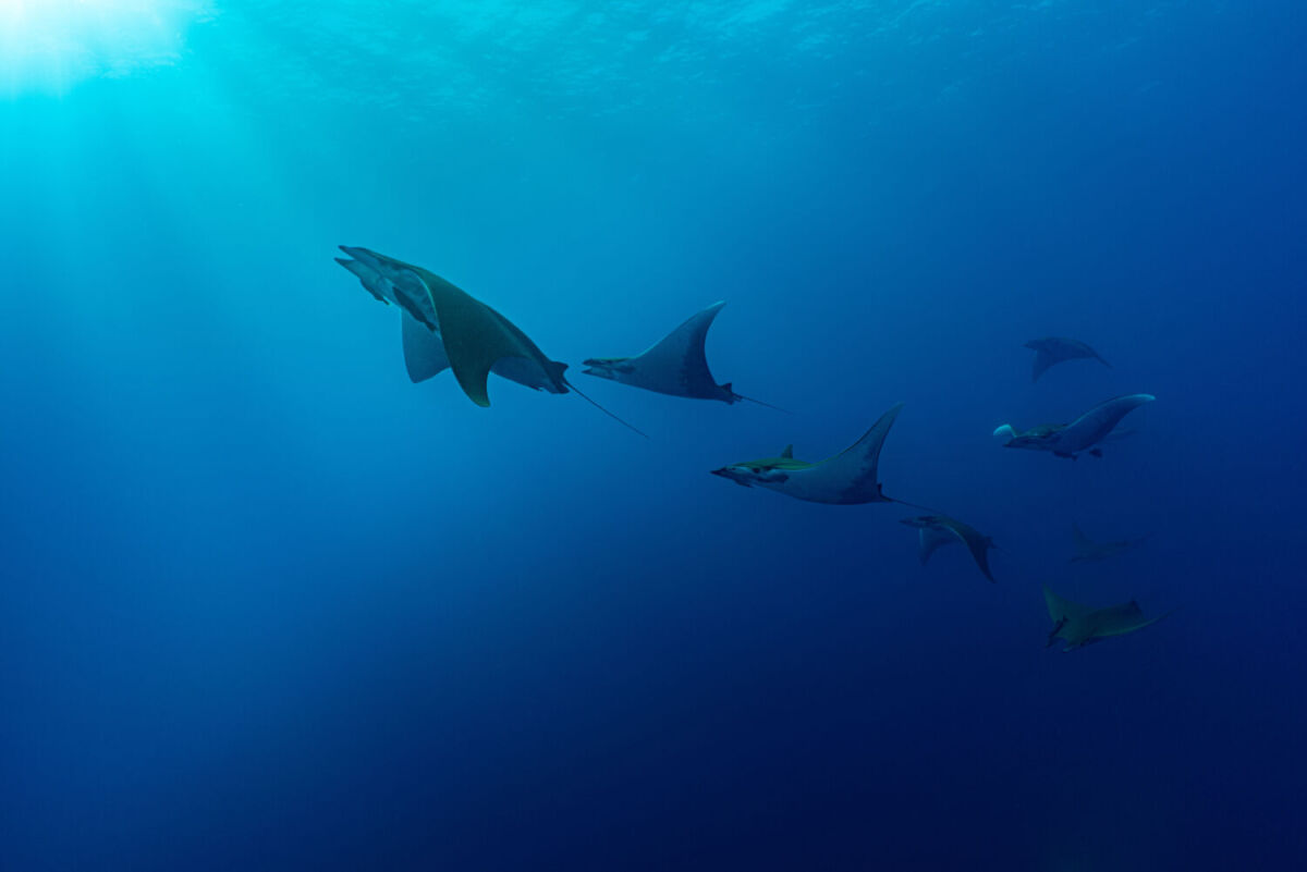 La migración de rayas mobula ocurre en invierno y primavera en Baja California Sur 