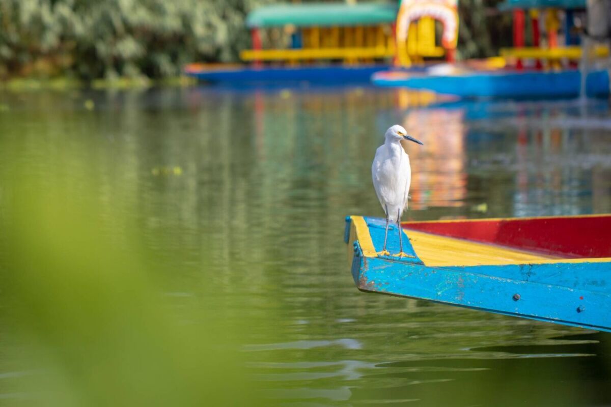 el parque ecológico xochimilco es hogar de numerosas especies de fauna acuática y terrstre