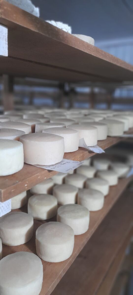 quesos artesanales de oveja