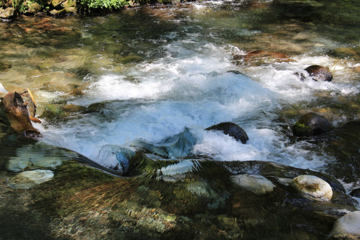El río Pancho Poza es un área natural en Veracruz 