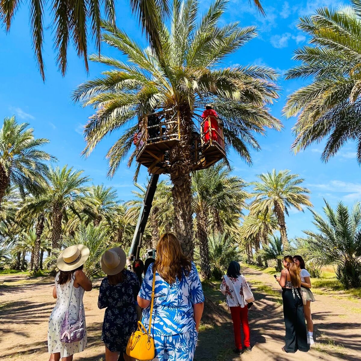 palmeras RQ mexicali