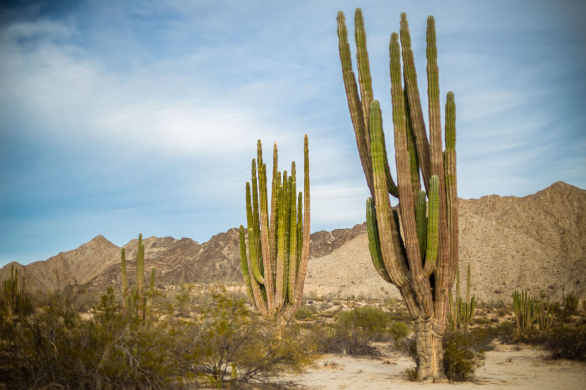 El Valle de los Gigantes es un bosque de cactus que miden 17 metros de altura 