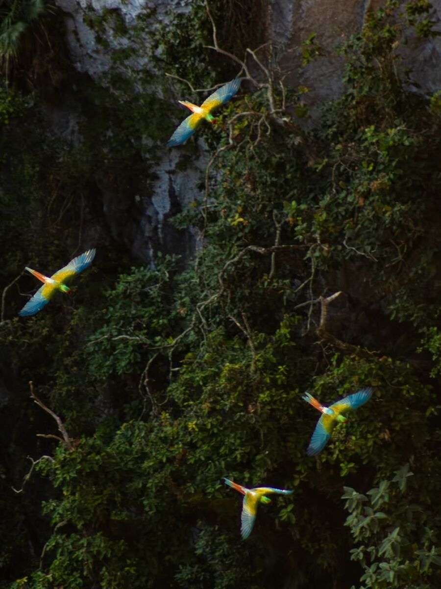 Guacamayas verdes en el Sótano de Barro